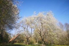 Birnbaumblüte