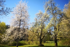 Baumblüte